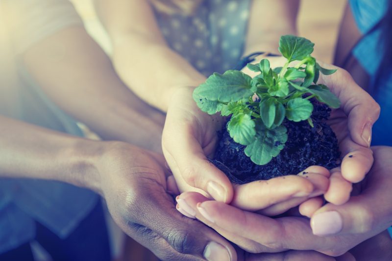 Growth concept. Group holding a seedling plant.